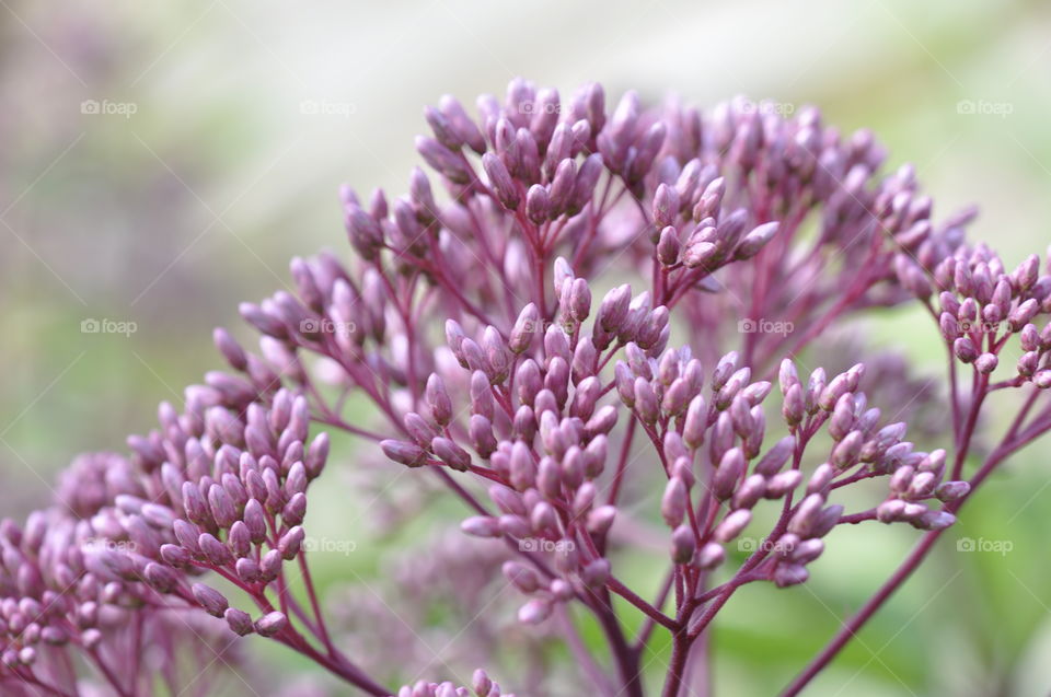 Holy rope in summer. 