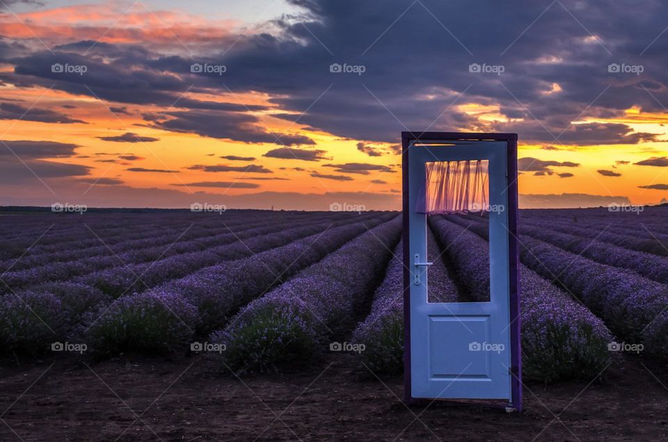 Sunset Over the Lavander Field