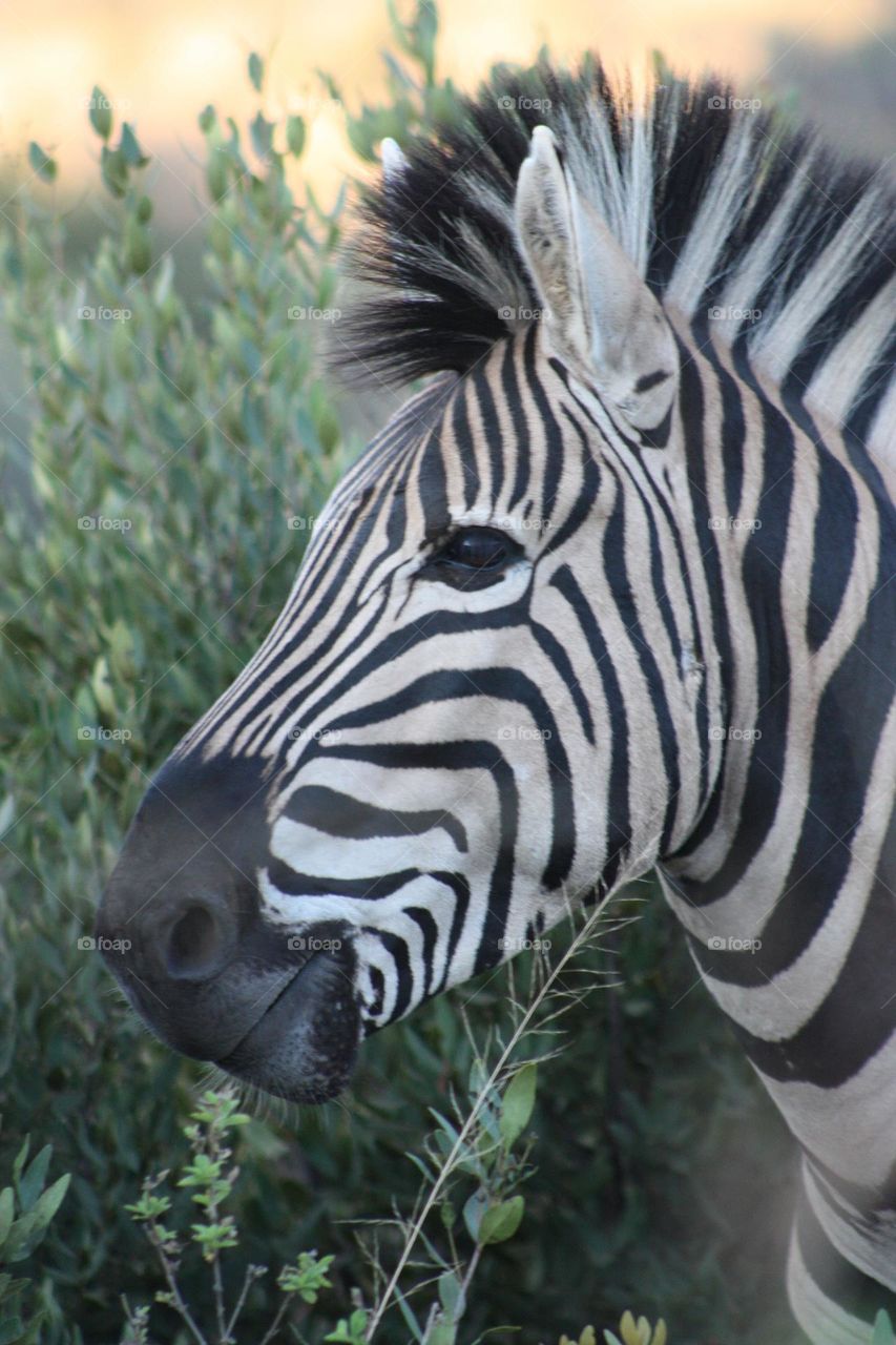 zebra