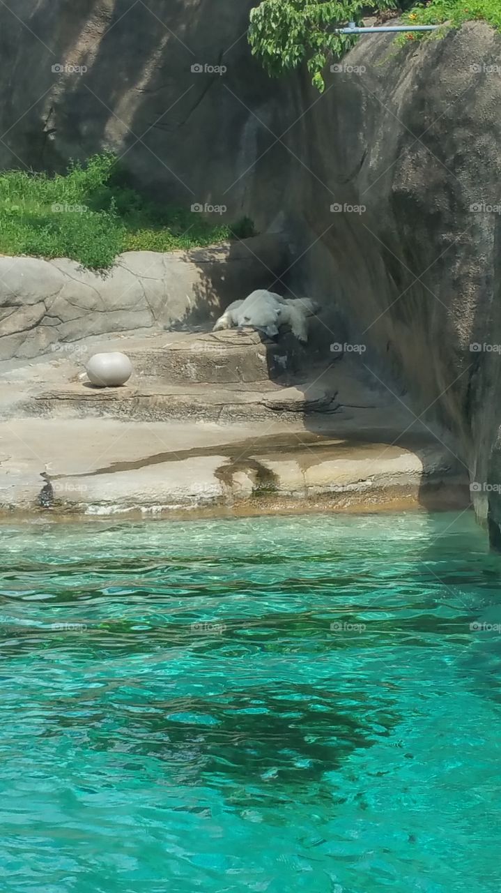 Lazy Polar Bear in the Sun