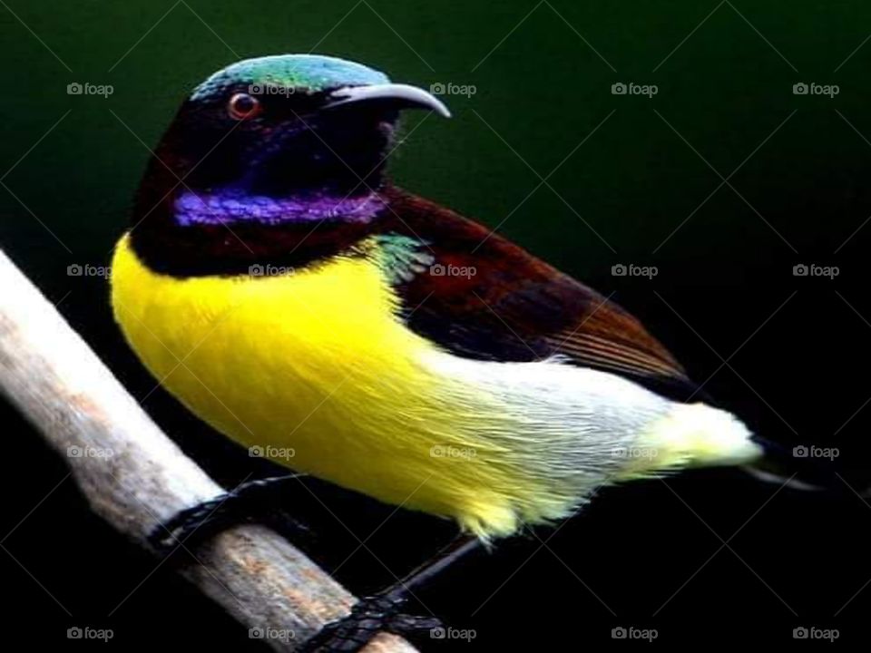 Beautiful Bird 🐔🕊️.