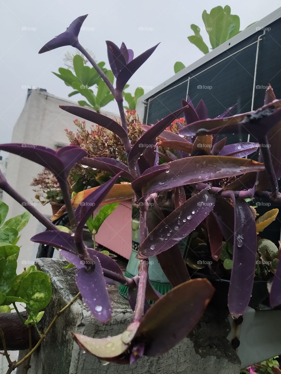 dew and leaves🍂..