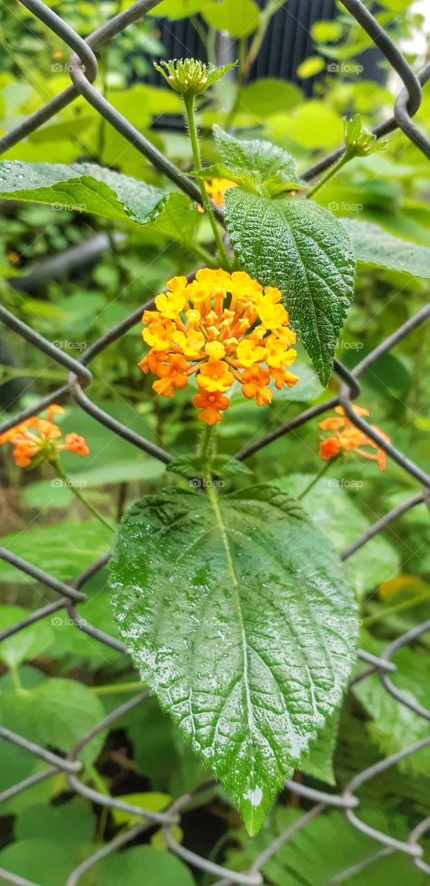 Love recognizes no barriers. It jumps hurdles, leaps fences, penetrates walls to arrive at its destination full of hope.