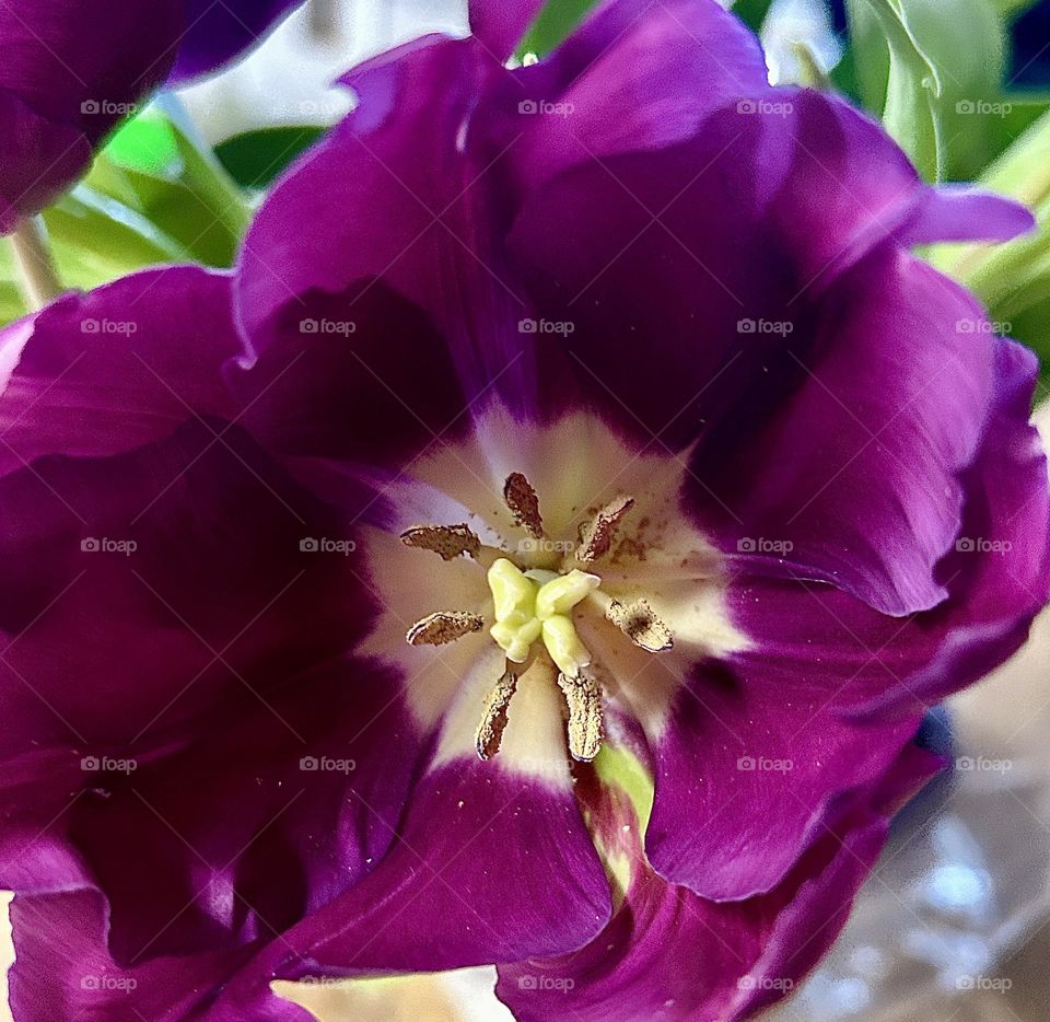 A photo of a purple tulip with a yellow center. 