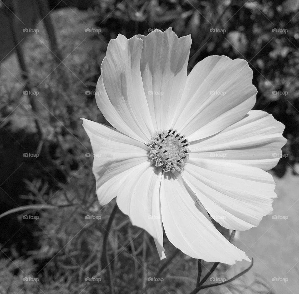 Cosmos in black and white