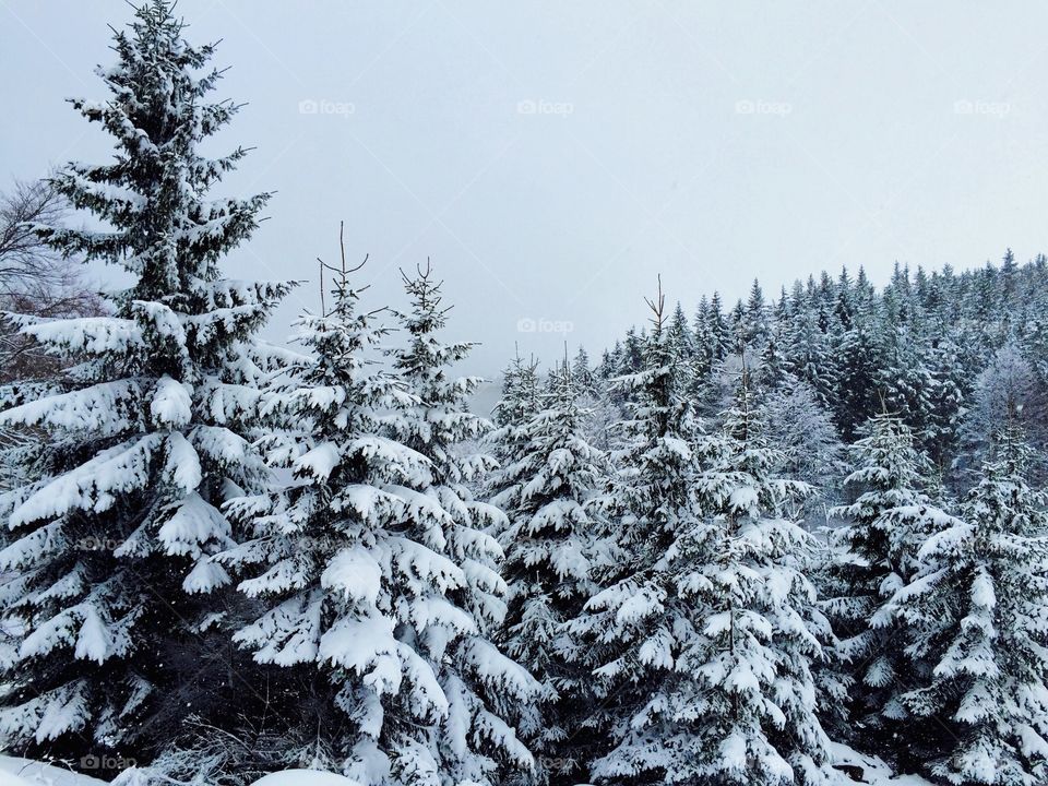 Snow covered pine trees in forest