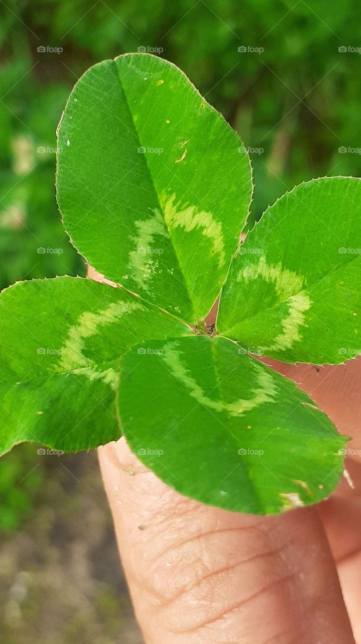 trébol de la suerte