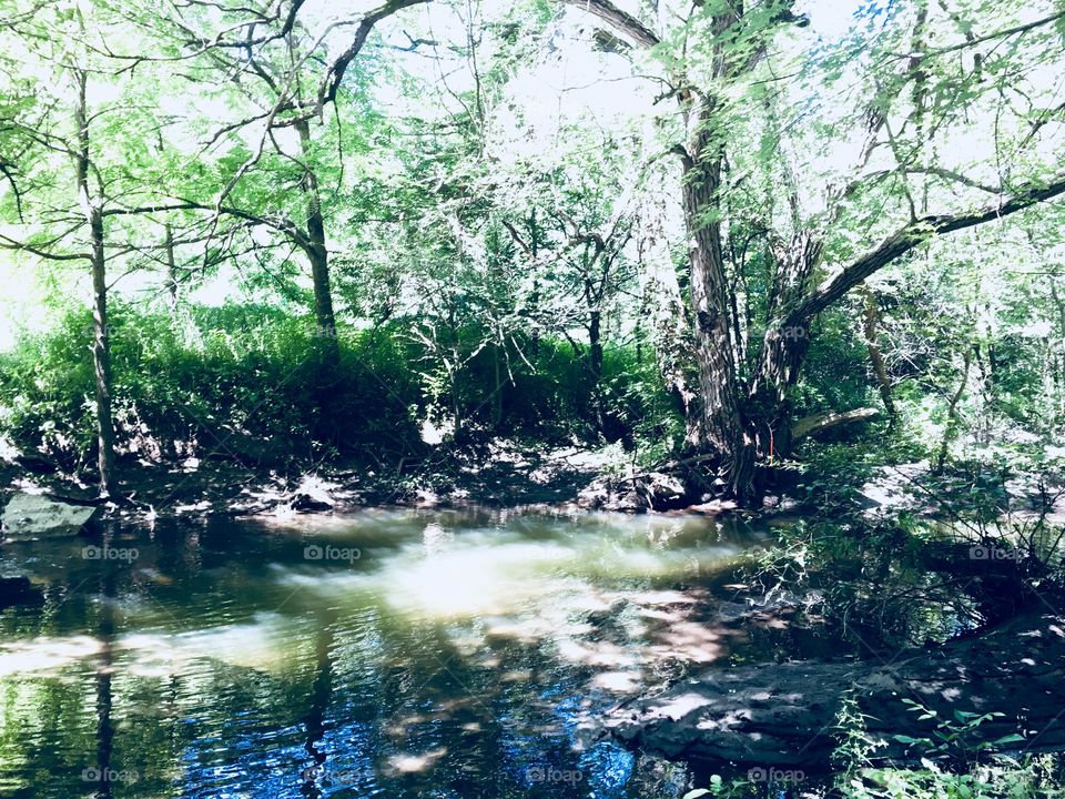Forest scene photo, forest and river images, greenery, environment, water, nature, wildlife
