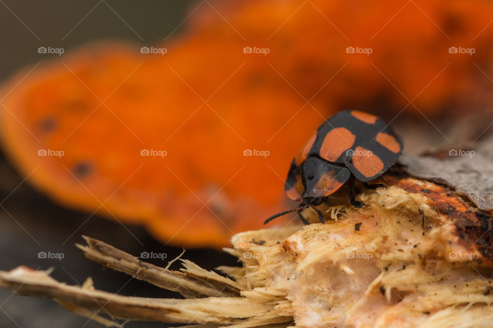 ladybug under trunk behind orange fungy