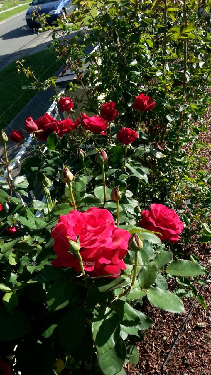 Beautiful red roses...
