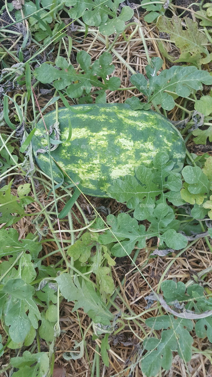 Planted  Watermelons