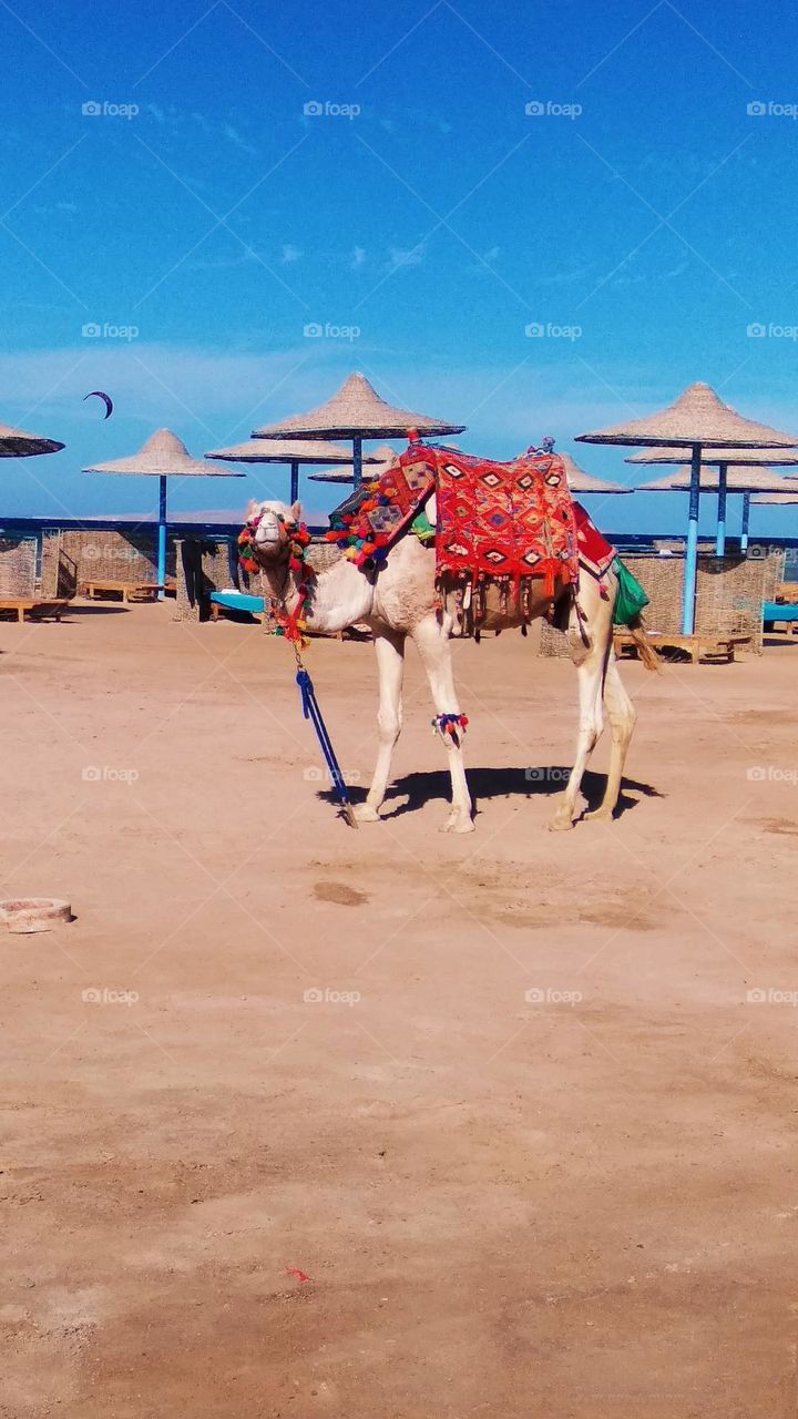 battle black white color