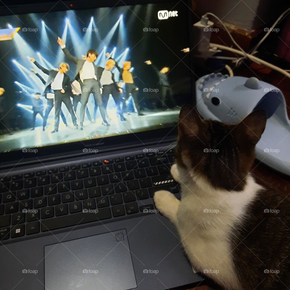 cat watching laptop kpop