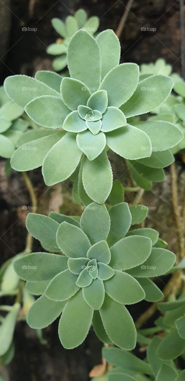 beautiful succulent plant, green, soft and delicate