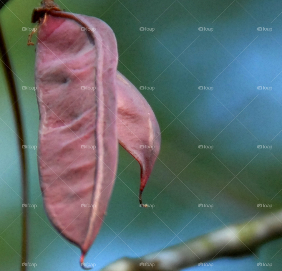 red tree bud oklahoma by lightanddrawing