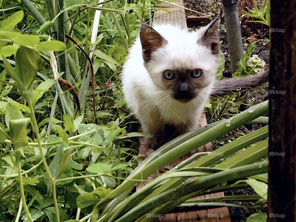 Summer Pets stalking jungle kitty 2