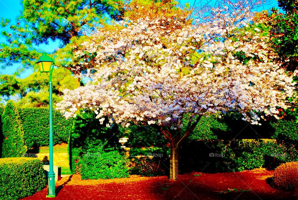 Cherry blossom tree. 