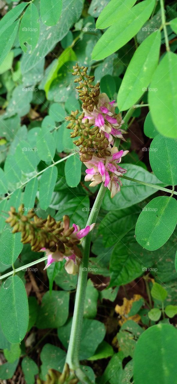 Beautiful flowers grow wild on the edge of the garden