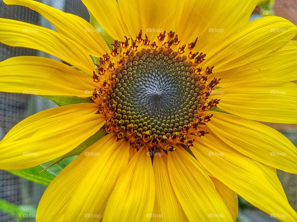 Close up of sunflower