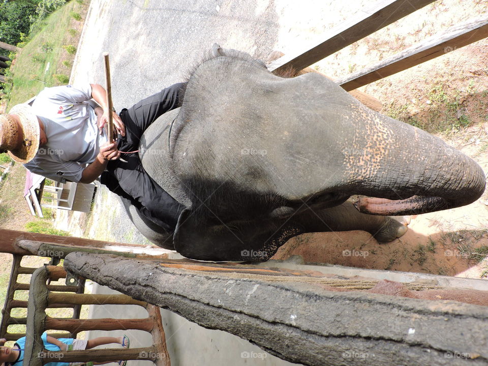 Elephant Village. exploring elephant village