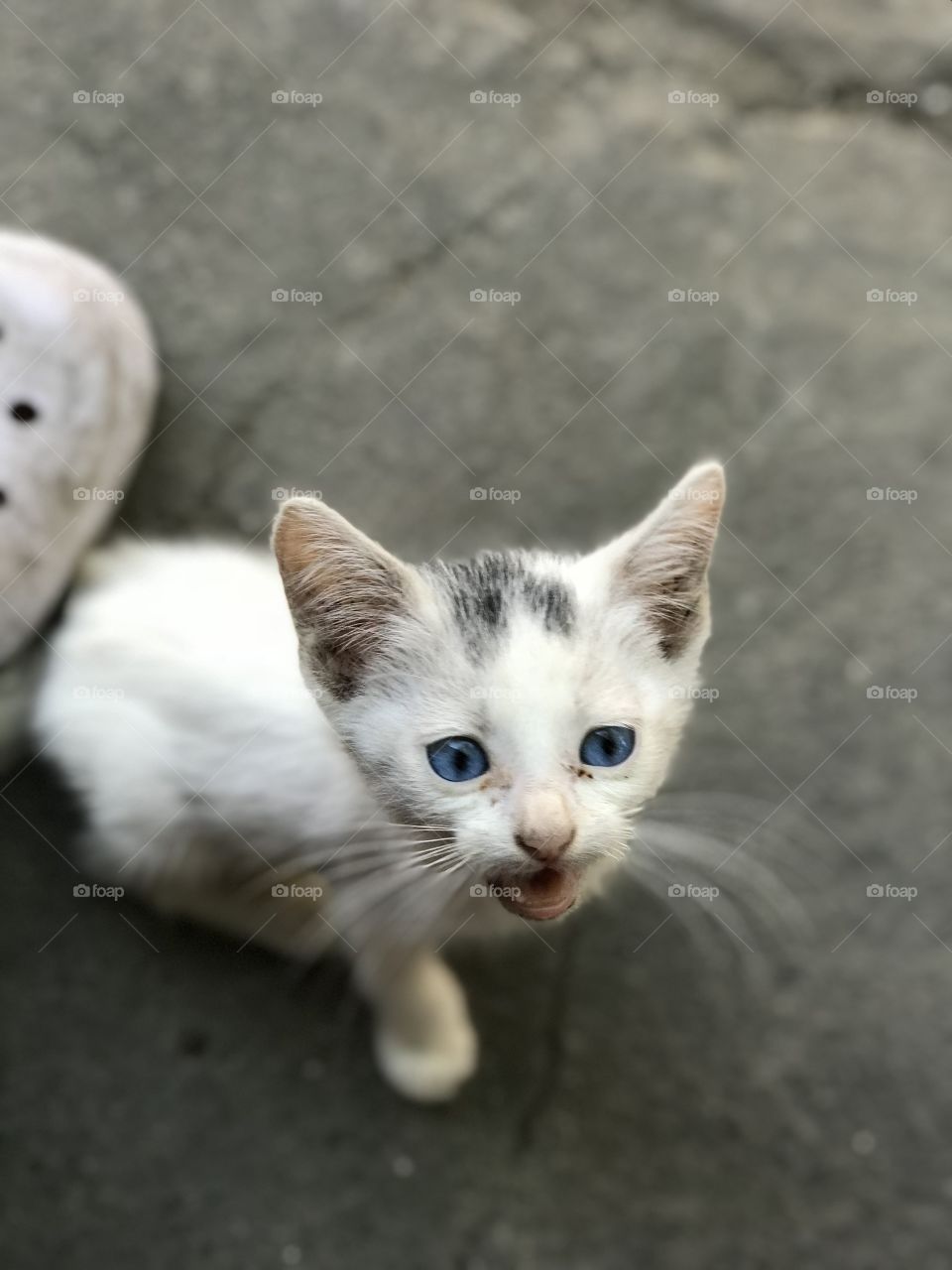 Cute baby kitten with deep blue eyes 
