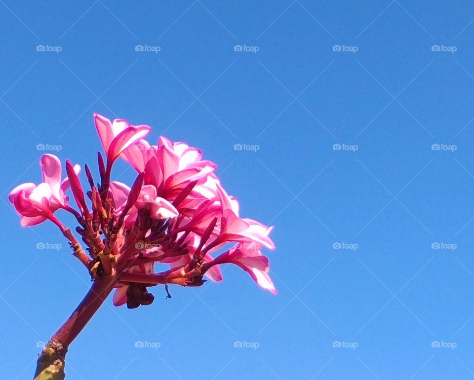 plumeria flowers with a clear sky.