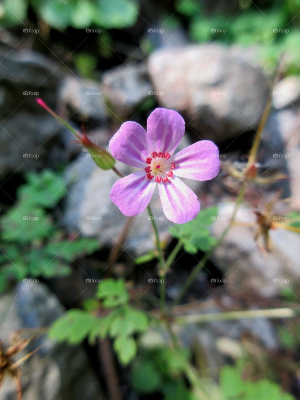 beautiful macro flower