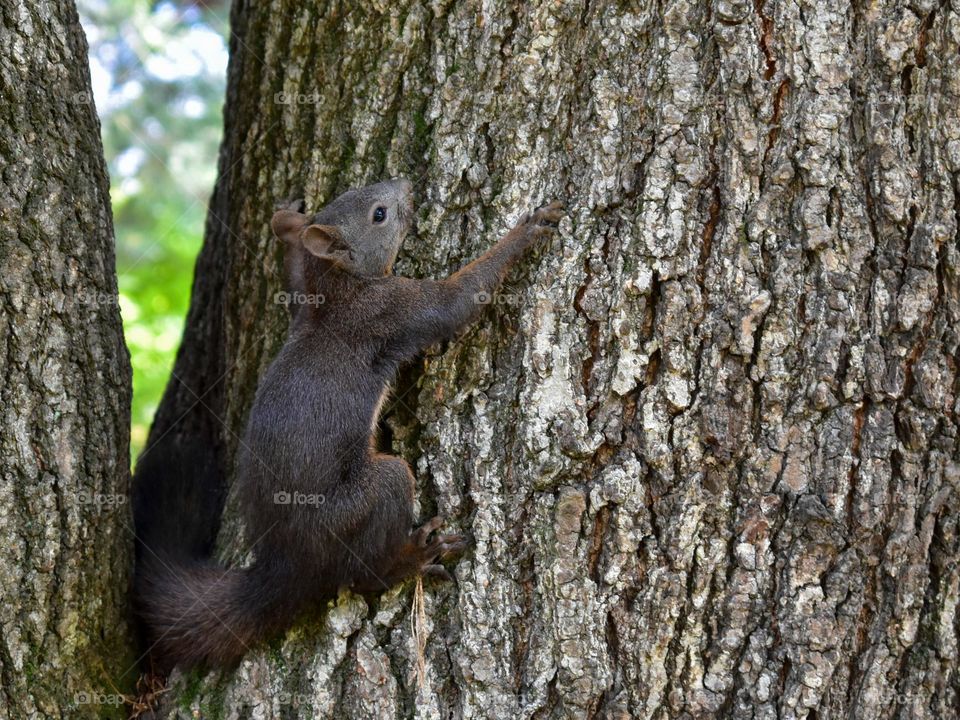 Go, Squirrel!