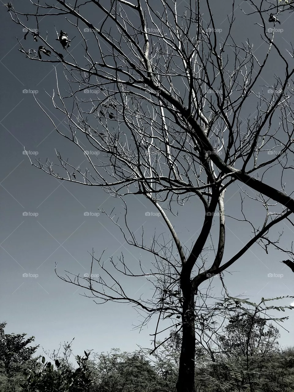 tree