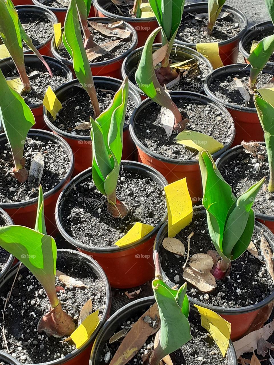 preparando las plantas hermosas