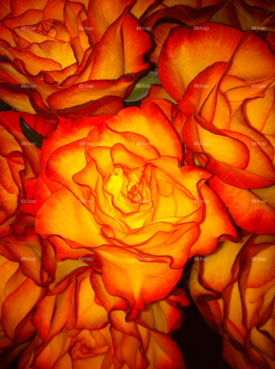 flowers orange roses by garnett79