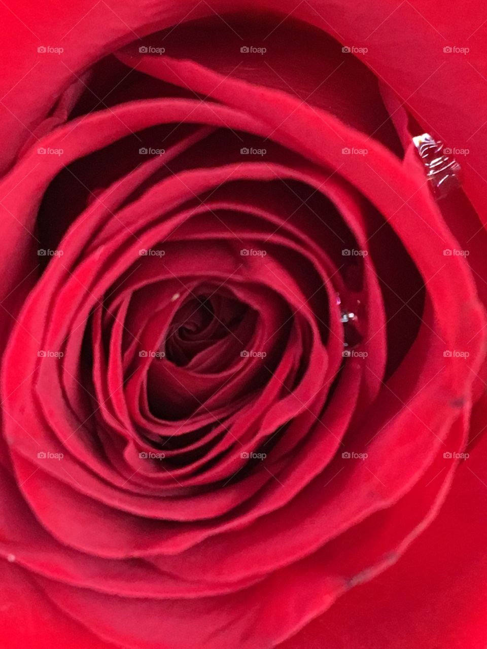 Red rose close up 