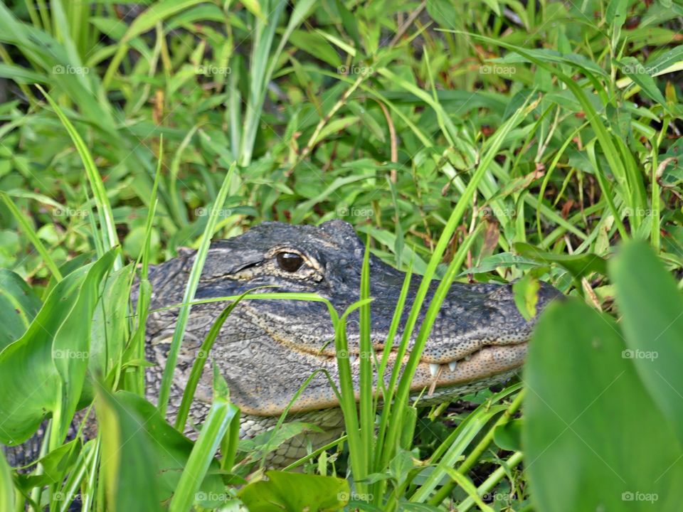 Animals in the wild - an alligator with piercing eyes and sharp teeth slithers through the green vegetation. When they construct alligator holes in the wetlands, they increase plant diversity and provide habitat for other animals during droughts.