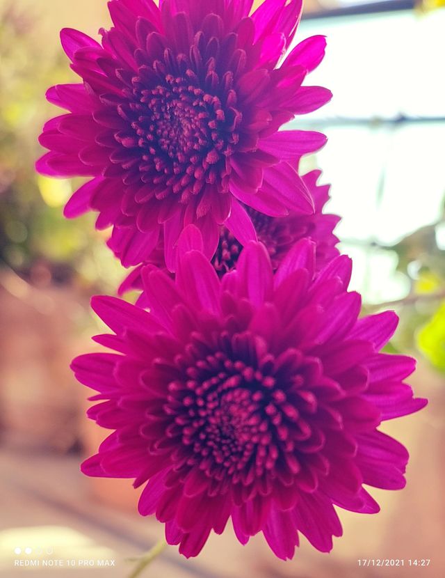 Two magenta flowers