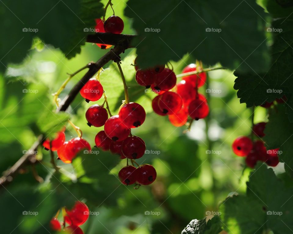 Red currants