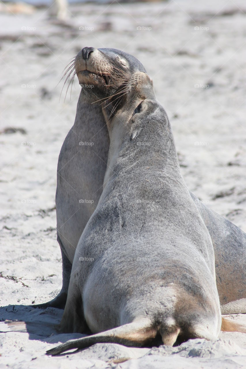 Sea lions