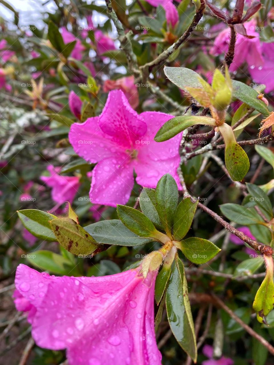 Flores pink de azaleia incrustadas em ramos com muitas folhas. Gotas sobre as pétalas depois da chuva.