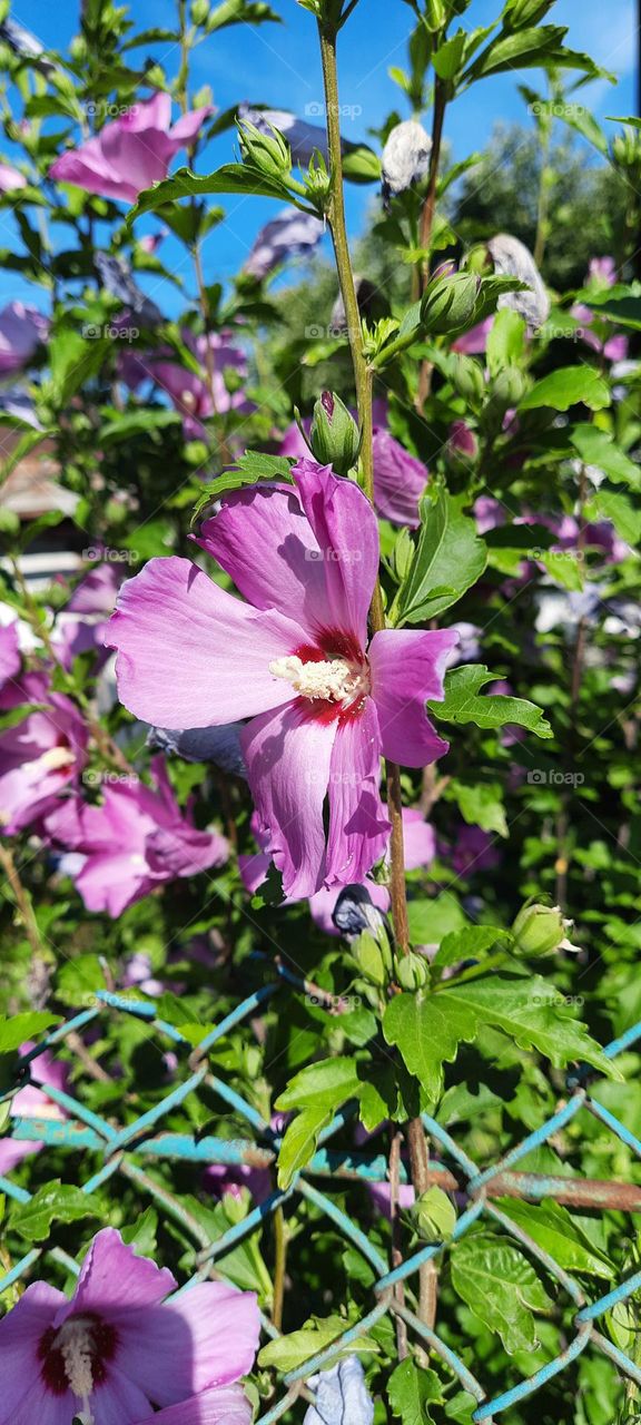 hibiscus behind the fence