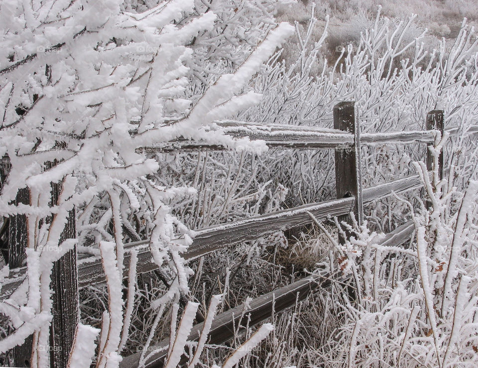 Frosted Bushes, Grass and Fence