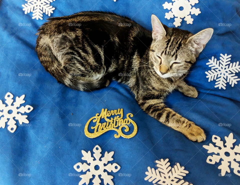 Celebrating Holiday with pets