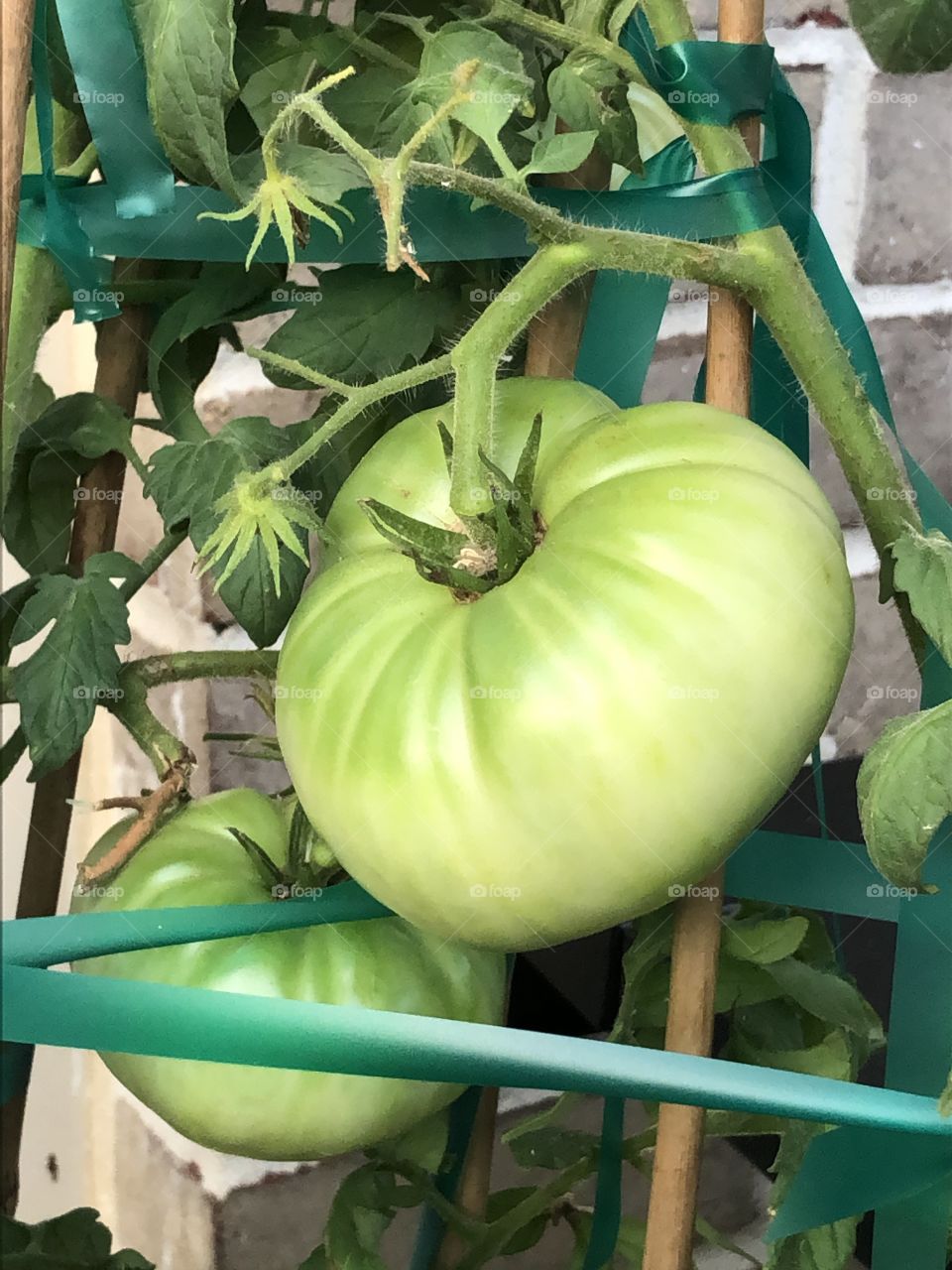 Heirloom garden tomatoes awaiting  ripening 