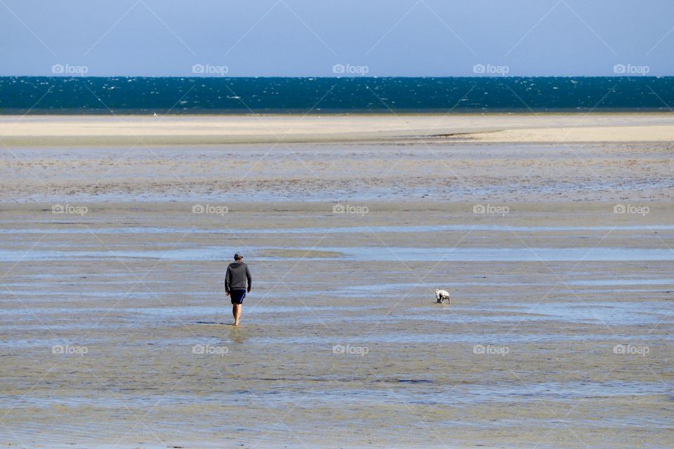 Man wearing shorts walking dog off leash in ocean at low tide at beach 