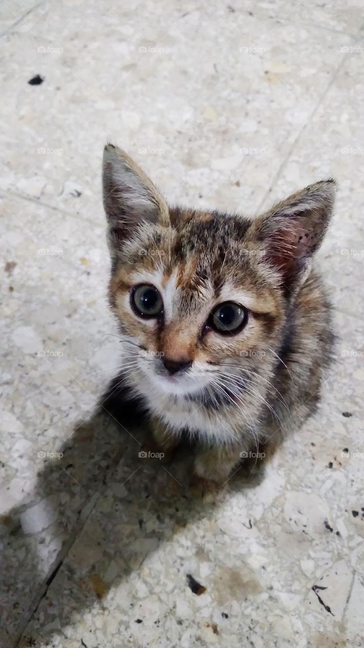 Cute kitten sitting on the floor
