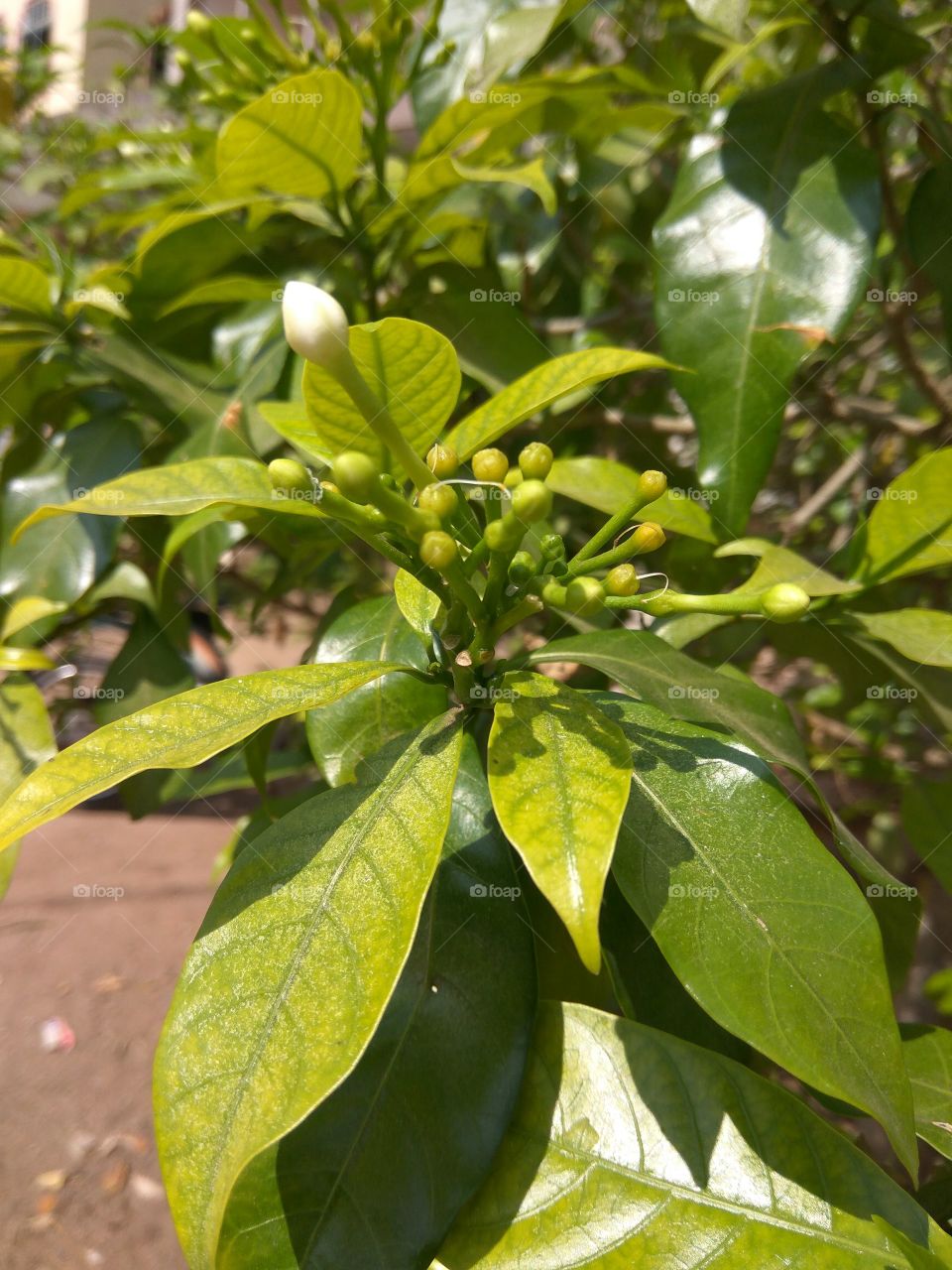 nicely small buds it's day time