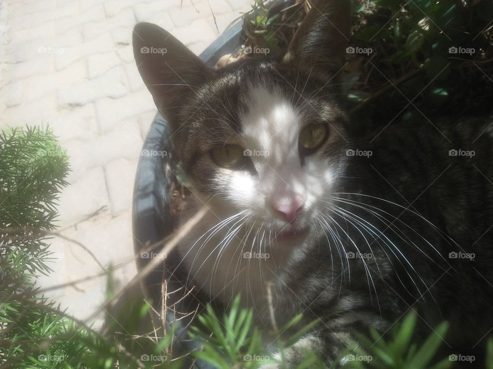 Beautiful cat looking at camera.