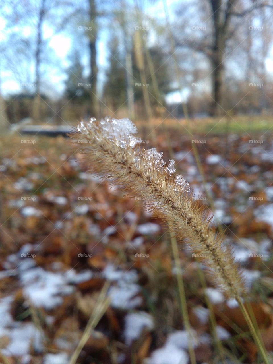 Lone grass