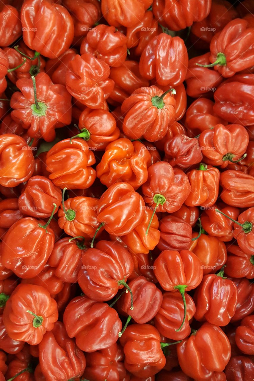 scotch bonnet chilli