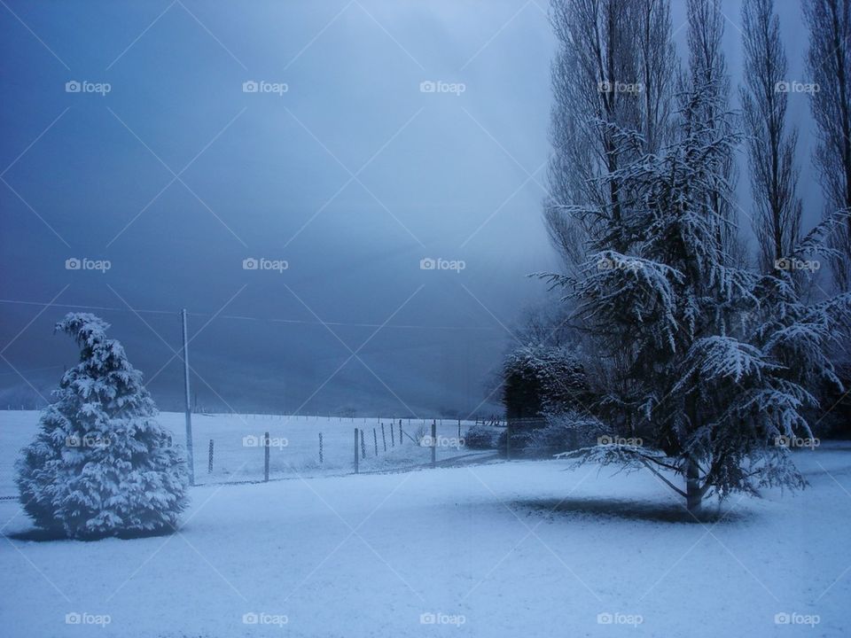 Peupliers sous la neige