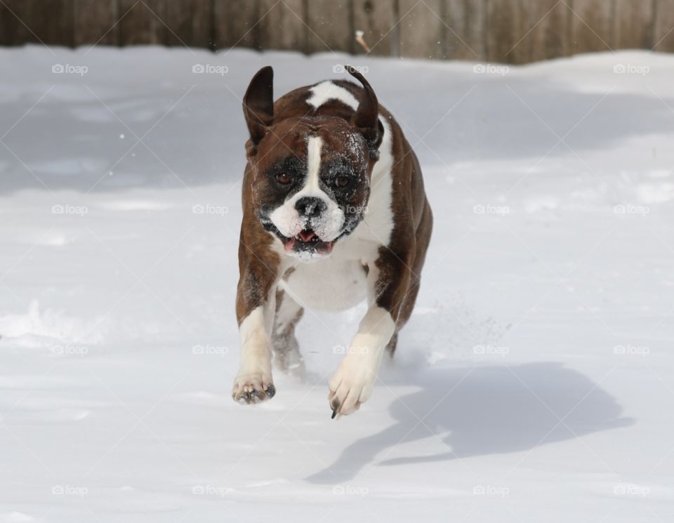 Boxer running in snow