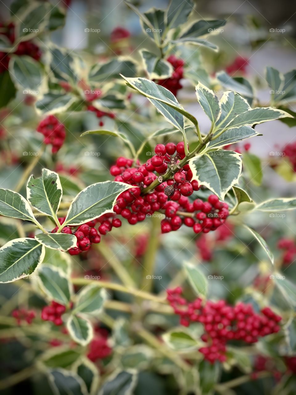 Winter berries